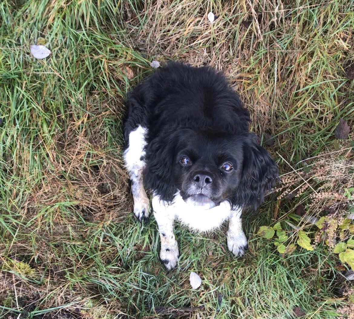 Endy - Alliance Canine